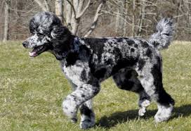 Merle Standard Poodle Breeders