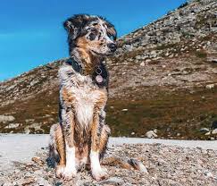 blue merle border collie cross poodle