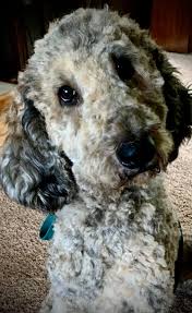 Brindle Merle Poodle