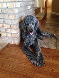 Brindle Merle Poodle