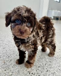 Merle Poodles for Sale Info Overview History Pictures